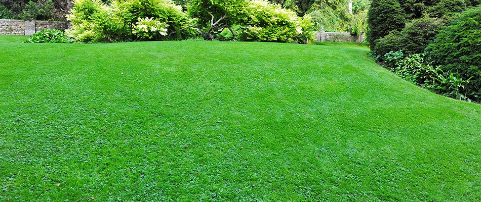 Picture of a healthy and green lawn